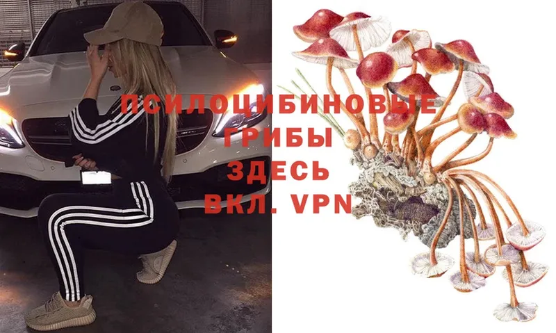 Галлюциногенные грибы Psilocybe  kraken как зайти  Тавда 